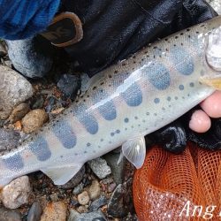 揖保川、禁漁前の大爆釣！