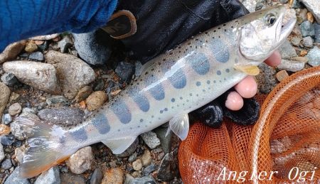 揖保川、禁漁前の大爆釣！