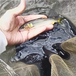 石田川　鮎イングからの友釣り　小さいが活性は高い