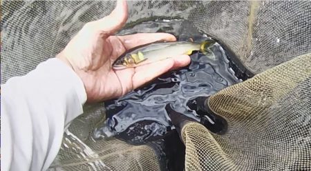 石田川　鮎イングからの友釣り　小さいが活性…