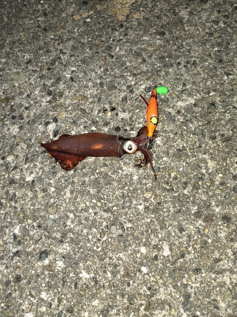 ケンサキエギング