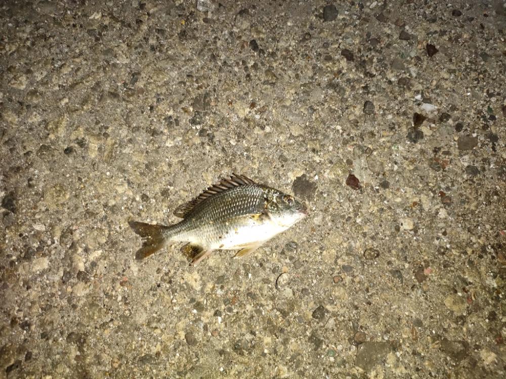 今日のサイズは小さい