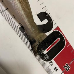 台風一過の激暑シロギス釣行