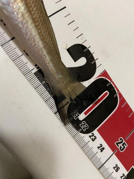 台風一過の激暑シロギス釣行