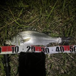 番匠川でヒラフッコ