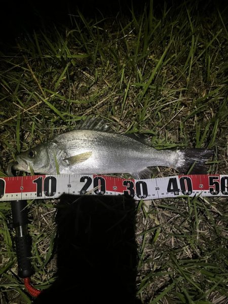 番匠川でヒラフッコ