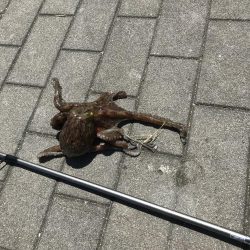 タコ釣り