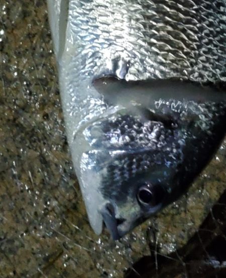 弱ったチヌ　暑さか今日2回釣られたやつか