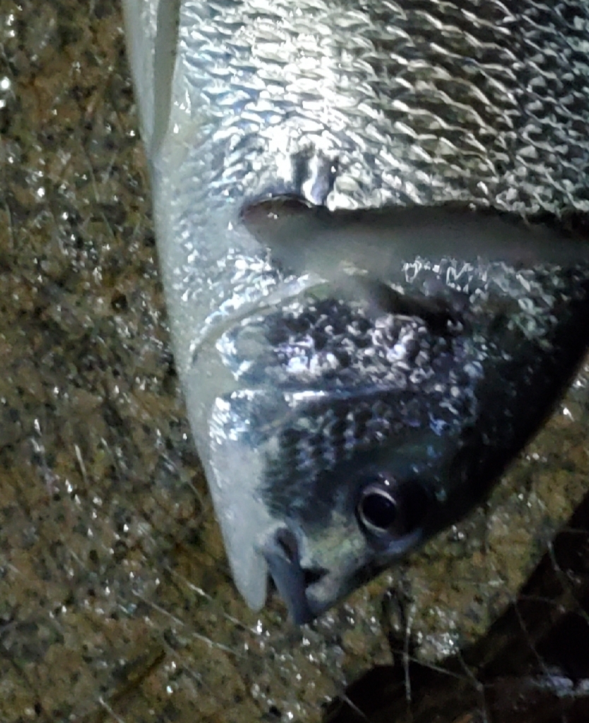 弱ったチヌ　暑さか今日2回釣られたやつか