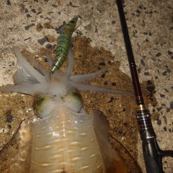 夕マズメエギングIN対馬