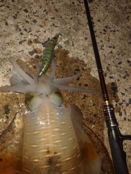 夕マズメエギングIN対馬