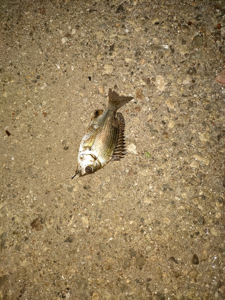 数は釣れるが小さい