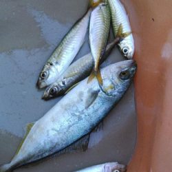 子供二人の頑張り