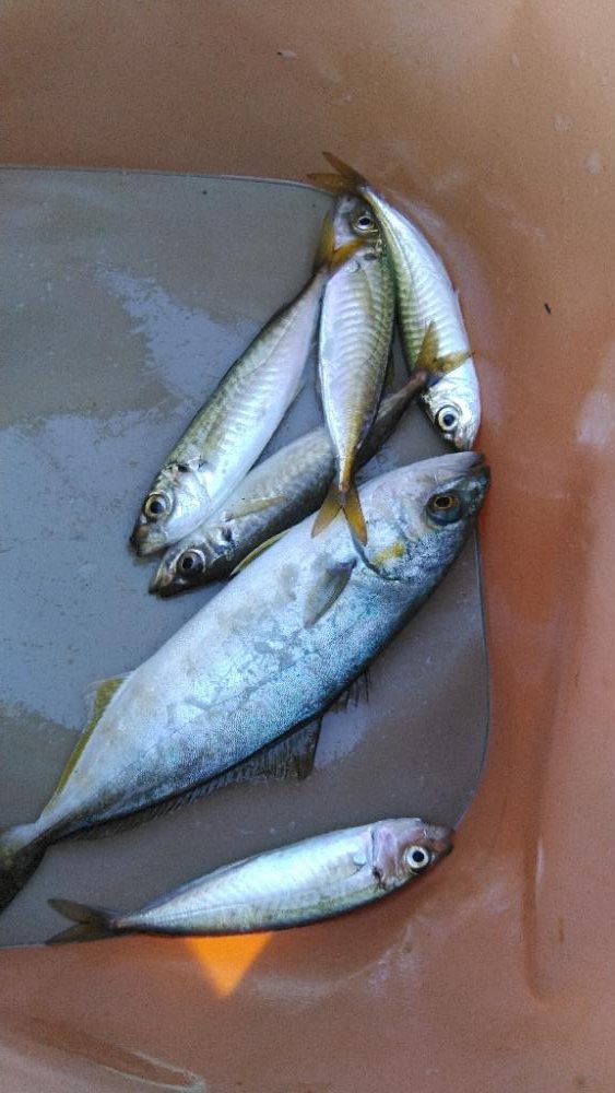 子供二人の頑張り