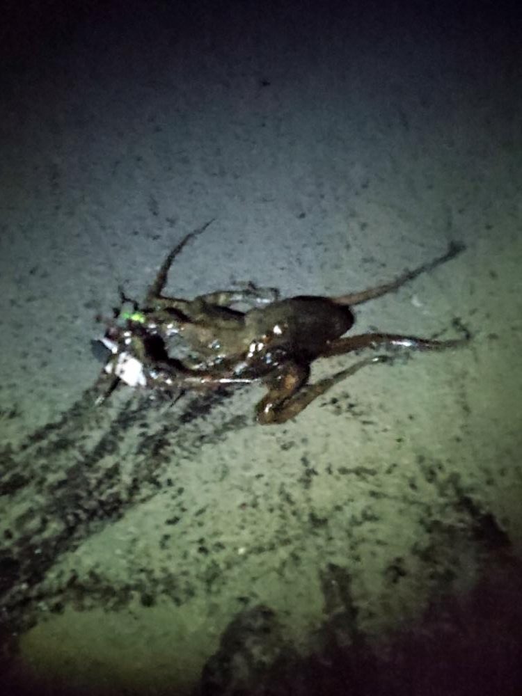 この時期の朝活はタコ一択!