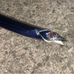 淡路島タチウオ開幕