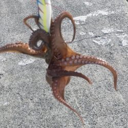 🐙一杯🐙