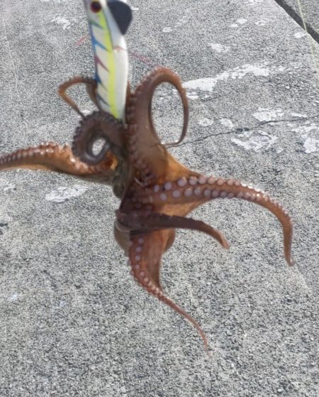 🐙一杯🐙
