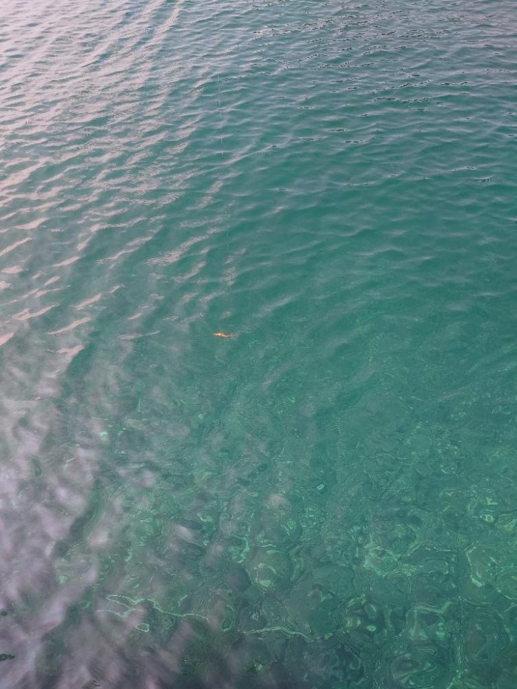 久々エギングIN対馬