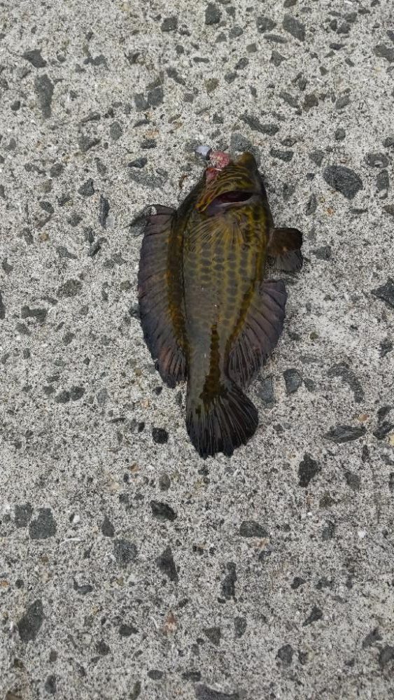 アジ探し@矢櫃周辺