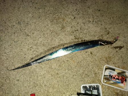 今年初の陸っぱり太刀魚