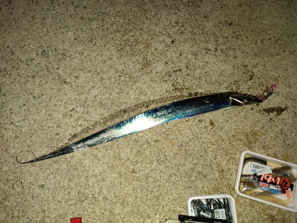 今年初の陸っぱり太刀魚