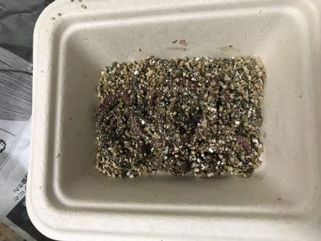 お手軽ハゼ釣り