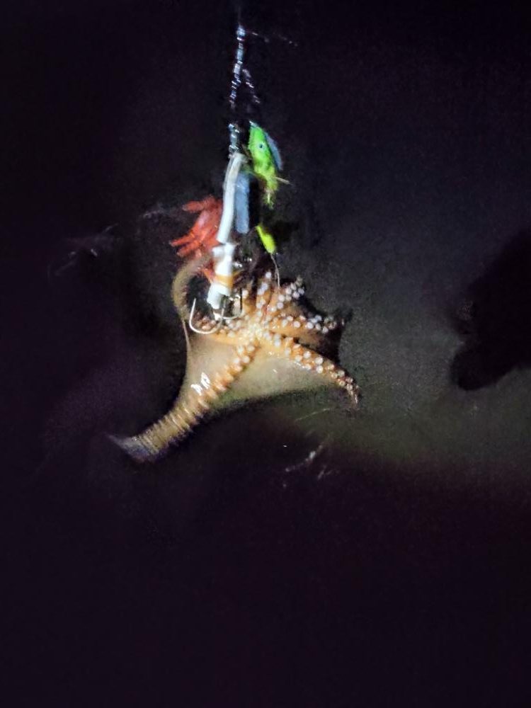 連日のタコ朝活