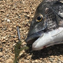 短時間釣行でマチヌゲット