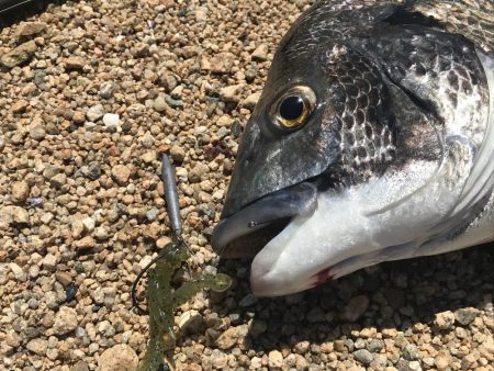 短時間釣行でマチヌゲット