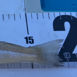 ちょい投げシロギスタ夜明けのリベンジマッチ