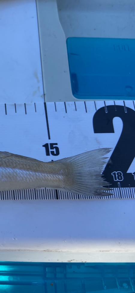 ちょい投げシロギスタ夜明けのリベンジマッチ