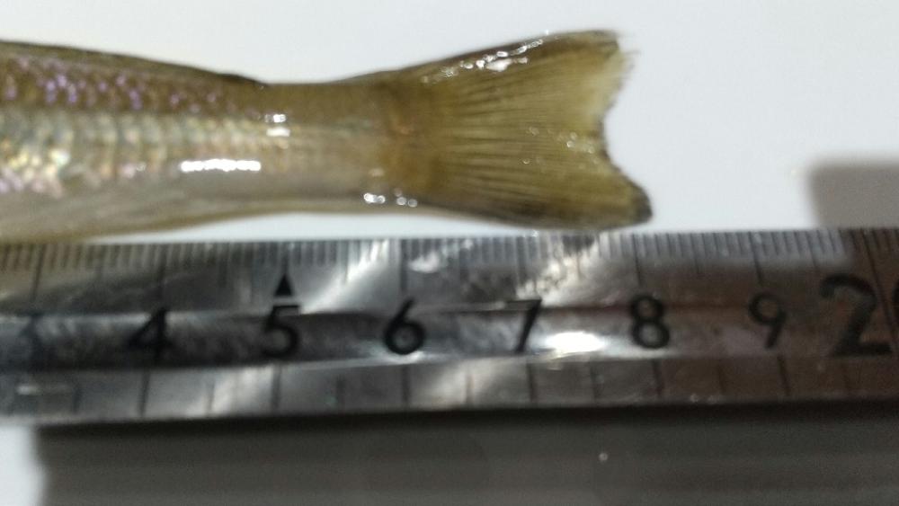 イベントトライ(キス)