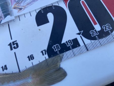 ちょい投げシロギスタの最多安打DAYS