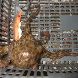 ようやく今年初タコ