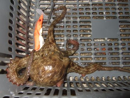 ようやく今年初タコ