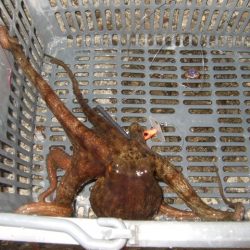 相変わらず渋い