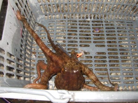 相変わらず渋い