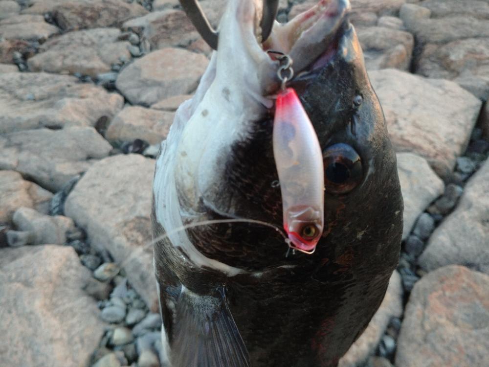 夕方チヌトップ