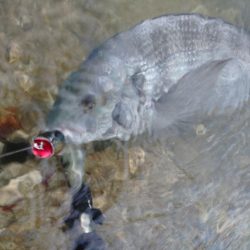 仕事帰りにチヌトップ