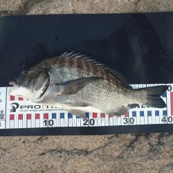 夕マズメチヌトップ