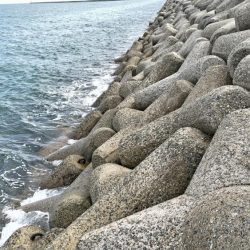 ケンサキイカとアオリイカの新子調査  まだまだ小さい!!