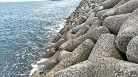 ケンサキイカとアオリイカの新子調査  まだまだ小さい!!