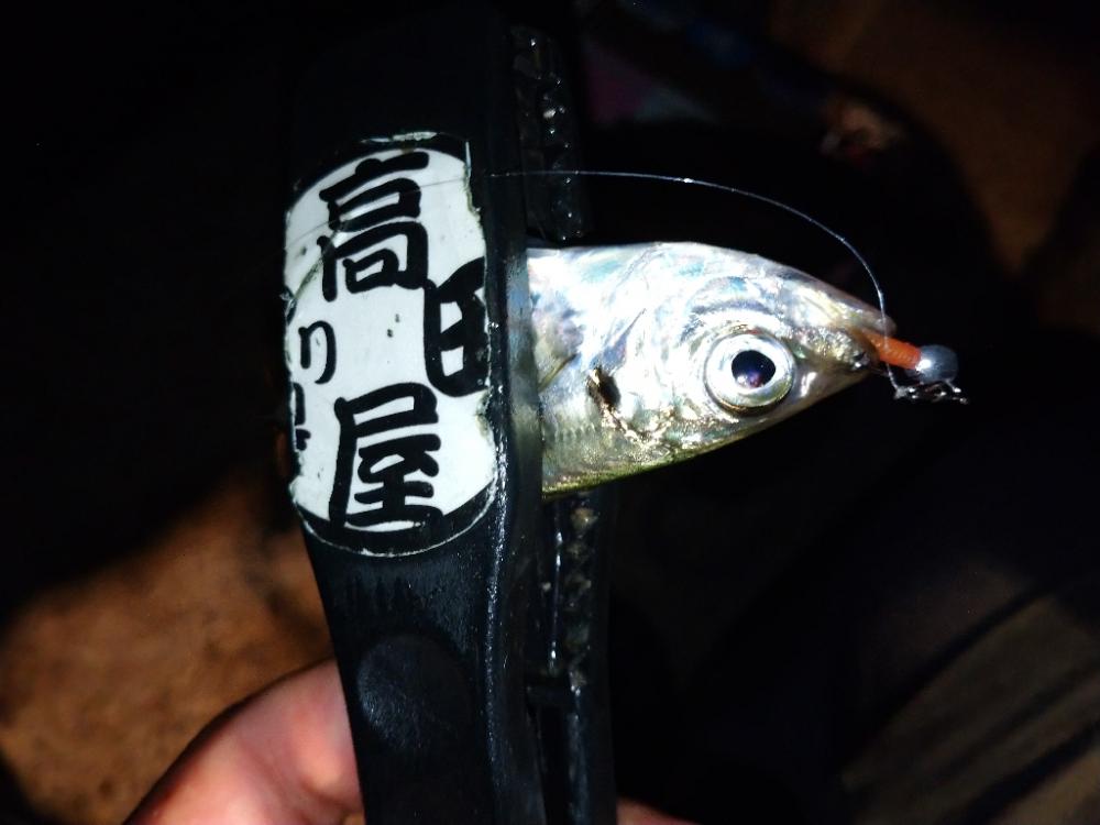 今夜も豆アジング