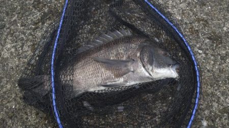 青物はまだか…