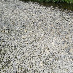 終盤のハス釣り