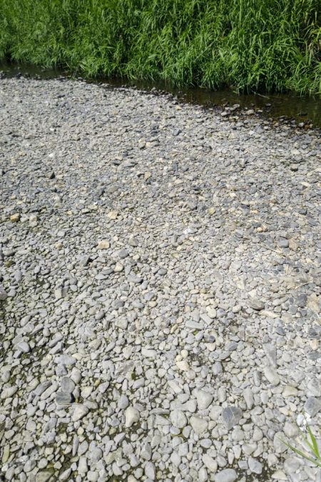 終盤のハス釣り