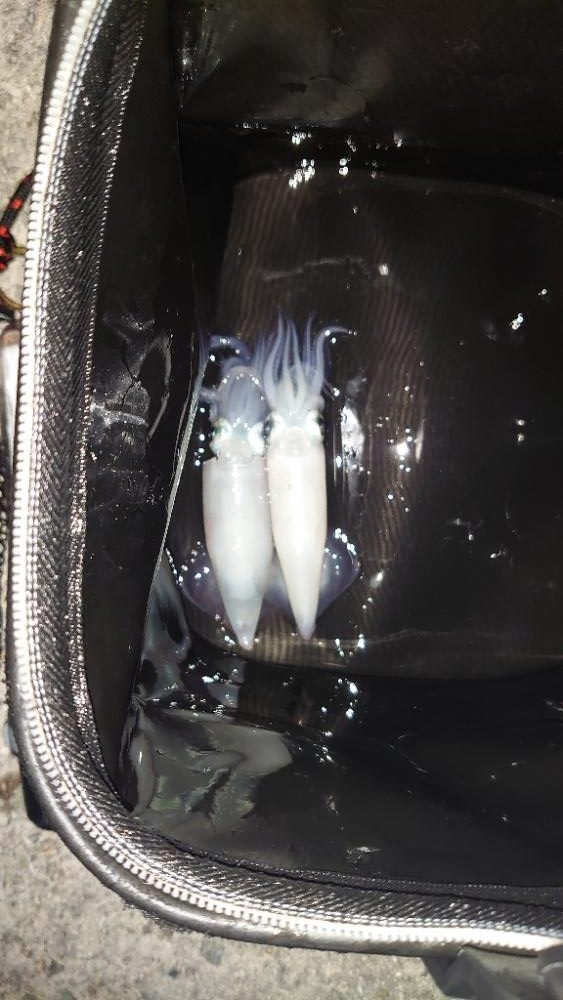 ライトエギング!?