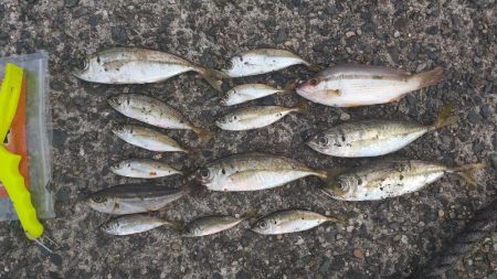 アジが釣りたくて!