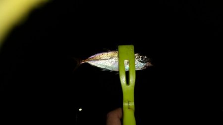 大阪市内でもちょくちょく釣れてる見たいなの…